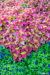 Indian Coleus plant